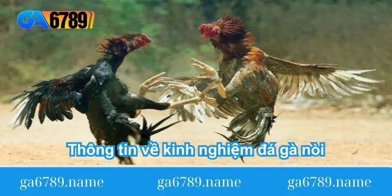 thong tin ve kinh nghiem da ga noi Thông tin về kinh nghiệm đá gà nòi